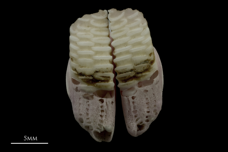 Parrot fish pharyngeal ventral view