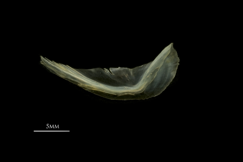 European smelt preopercular lateral view