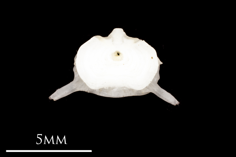 Atlantic herring precaudal vertebra anterior view