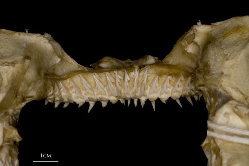 Kitefin Shark teeth posterior view