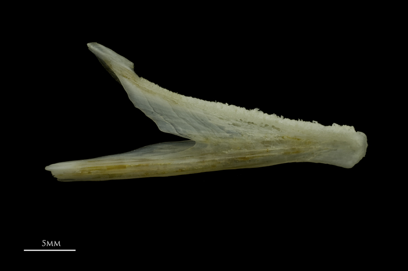 Red gurnard dentary medial view