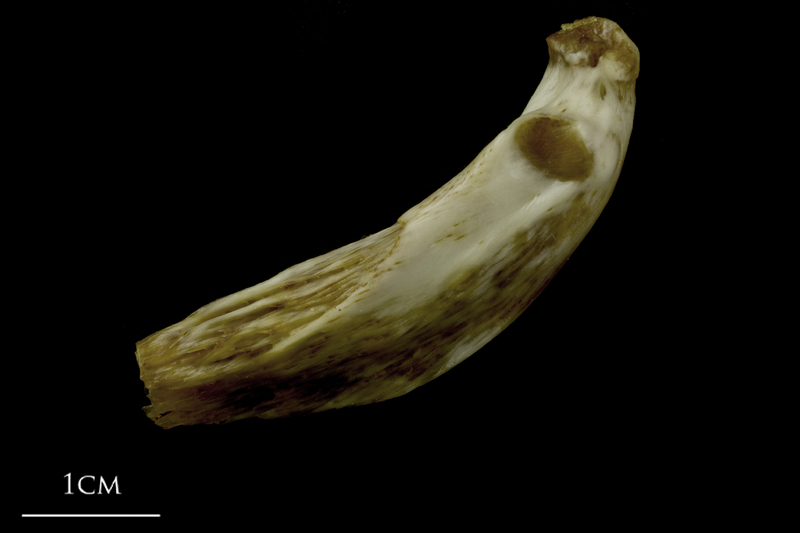 European conger epihyal lateral view