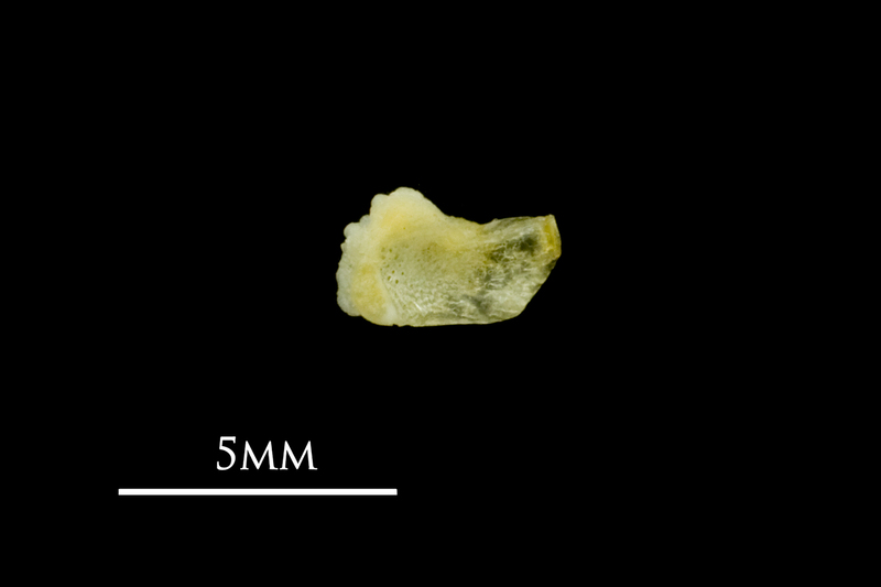 Common sole for assessment ventral view