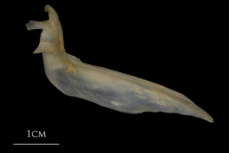 Shore rockling cleithrum medial view