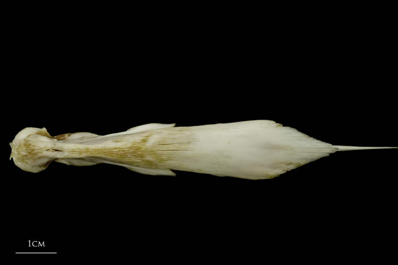 European conger vomer dorsal view