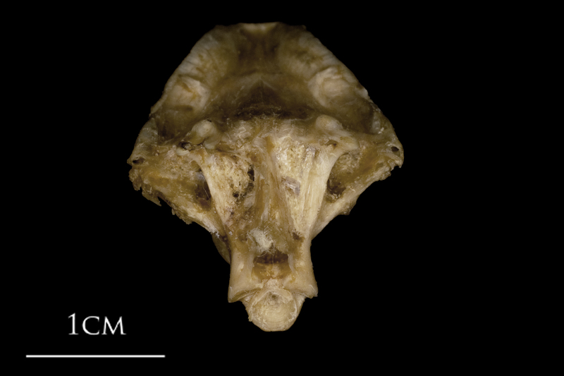 White grouper parasphenoid basioccipital vomer complex posterior view