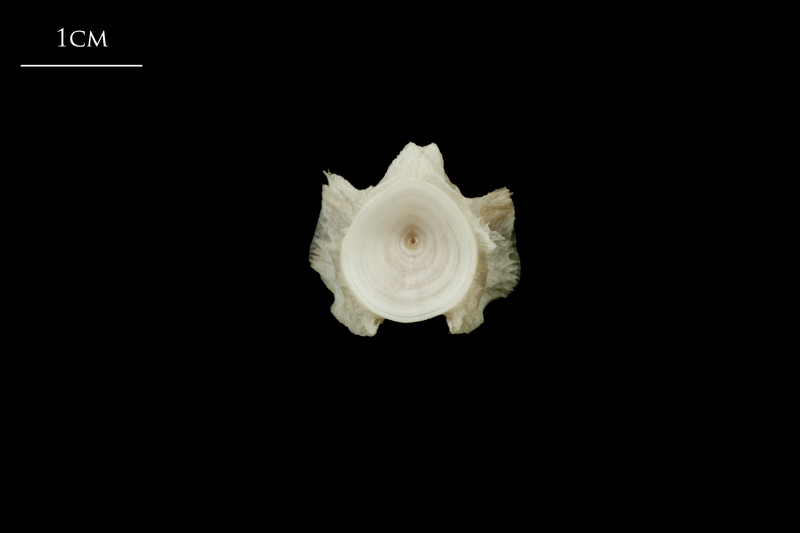 Atlantic halibut basioccipital posterior view