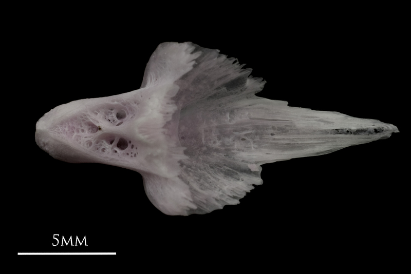 Parrot fish vomer ventral view