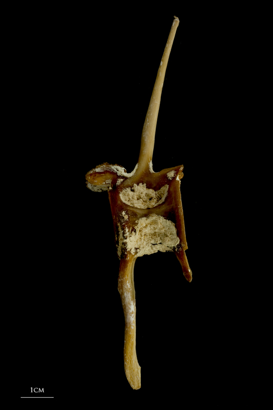 Atlantic bluefin tuna  caudal vertebra lateral view