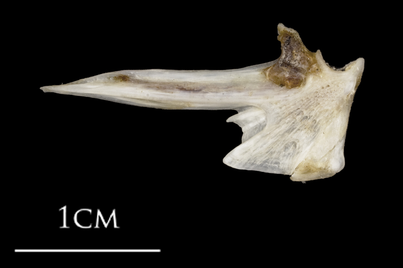 Sea scorpion articular lateral view