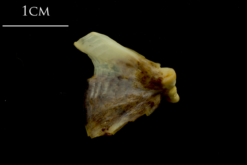 Ballan wrasse quadrate medial view