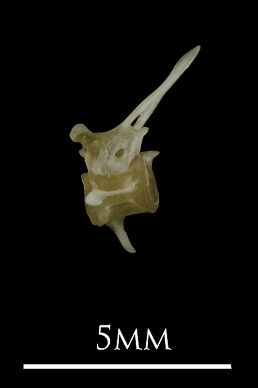 Eelpout precaudal vertebra lateral view