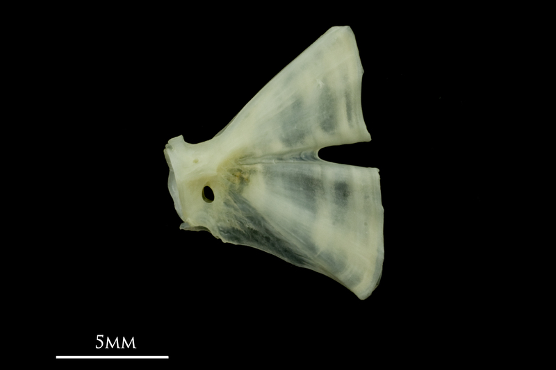 Bullrout ultimate vertebra lateral view