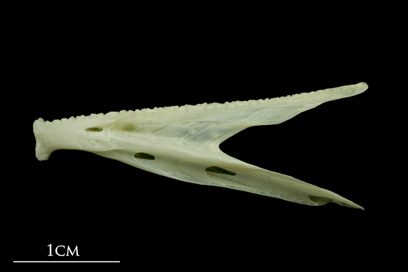 Bullrout dentary lateral view