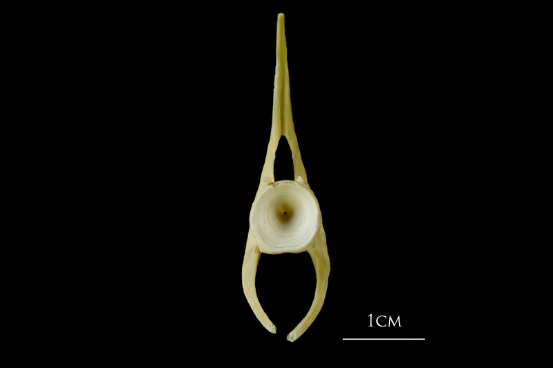 Atlantic cod precaudal vertebra posterior view