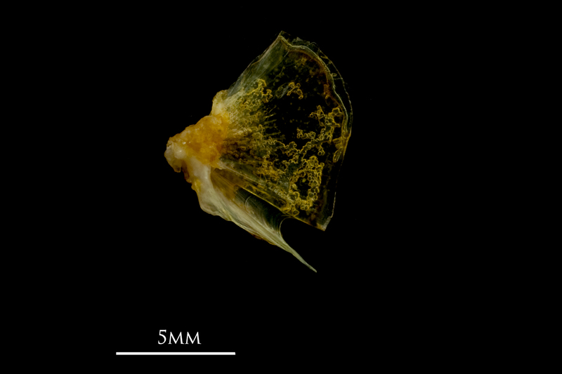 Grey gurnard quadrate lateral view