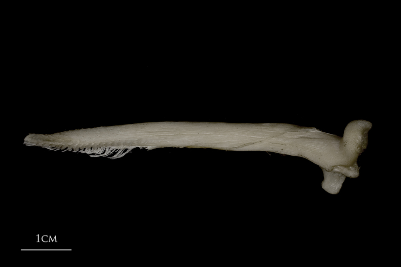 Wels catfish serrated spine ventral view