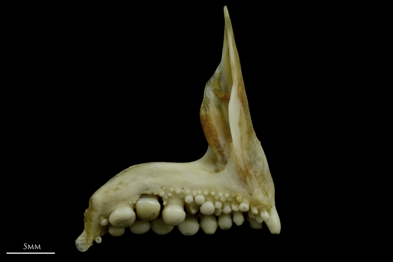 Couch's seabream premaxilla medial view