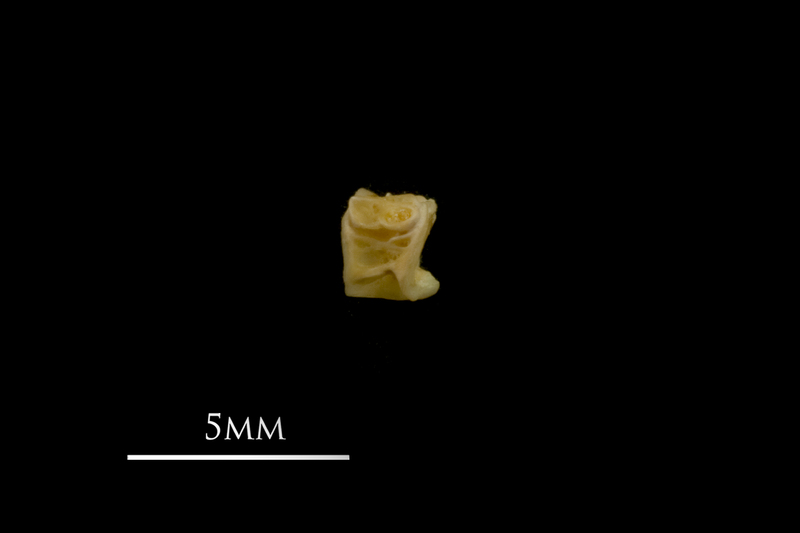 Vendace first vertebra lateral view