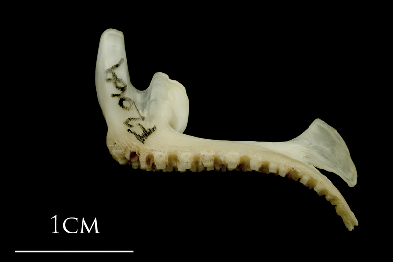 Haddock premaxilla lateral view