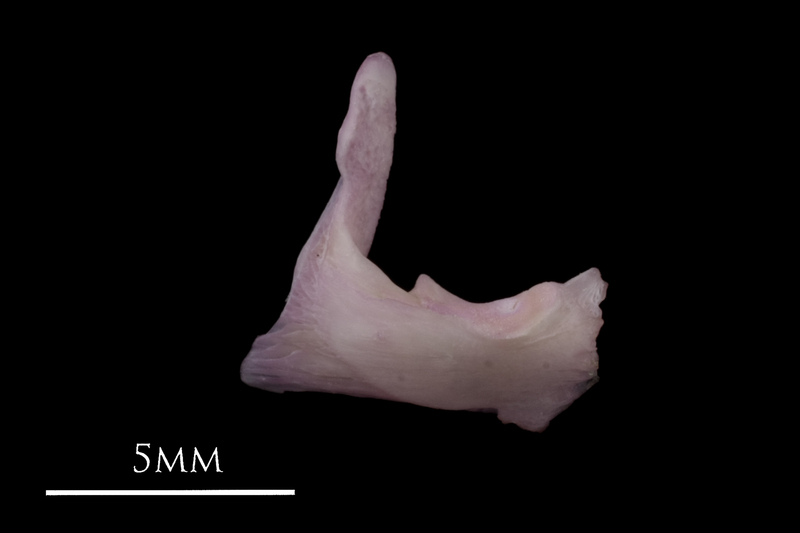 Common sole articular lateral view