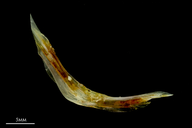 Common sole cleithrum medial view