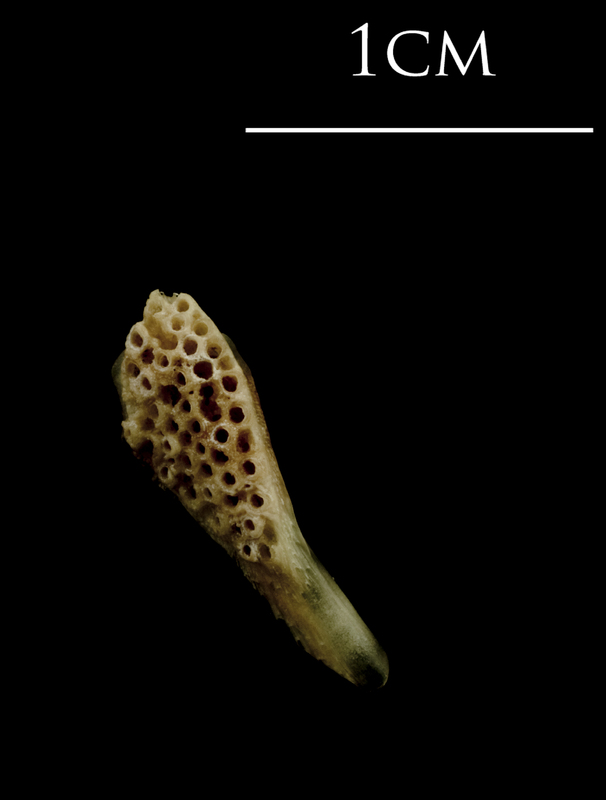 Turbot pharyngeal ventral view