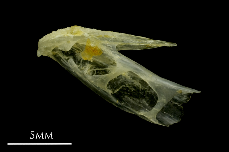 Ruffe dentary lateral view