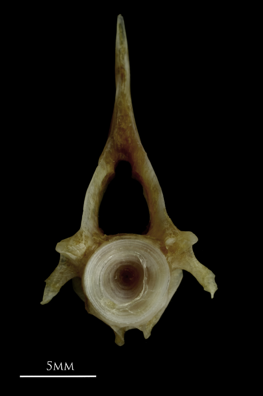 Couch's seabream precaudal vertebra posterior view