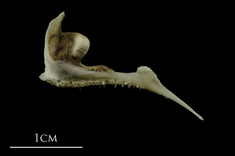 Brill premaxilla medial view