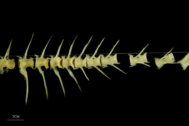 Scad precaudal vertebra lateral view