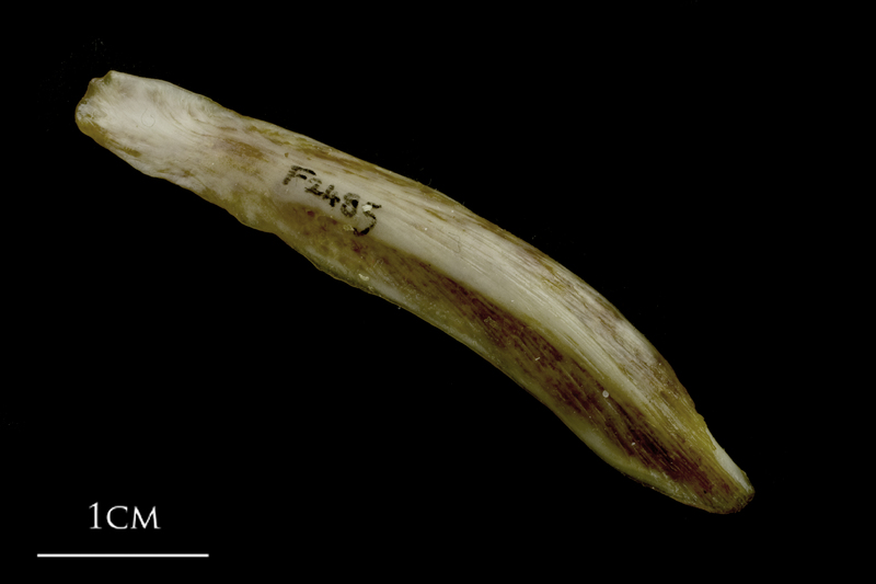 European conger supracleithrum lateral view