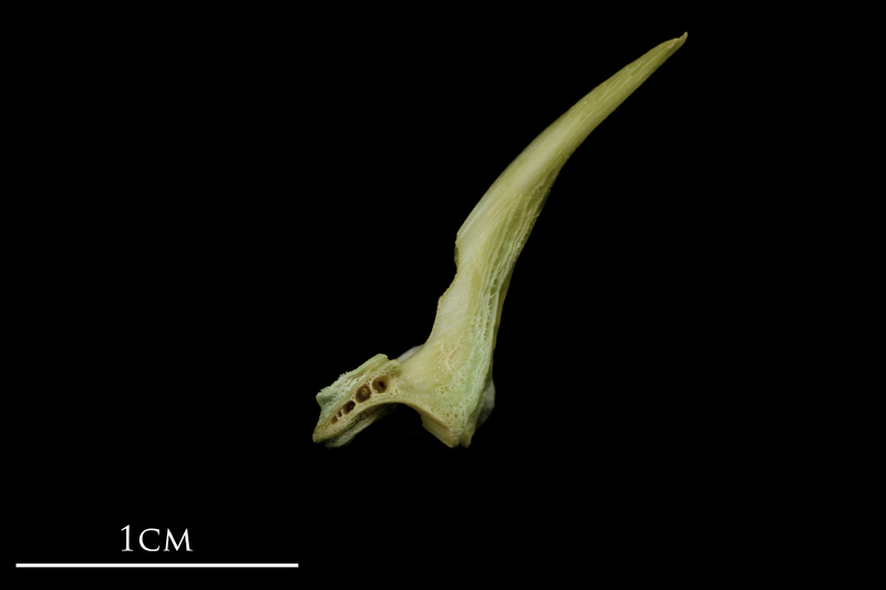 John dory first vertebra lateral view