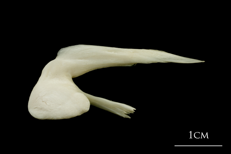 Haddock posttemporal medial view