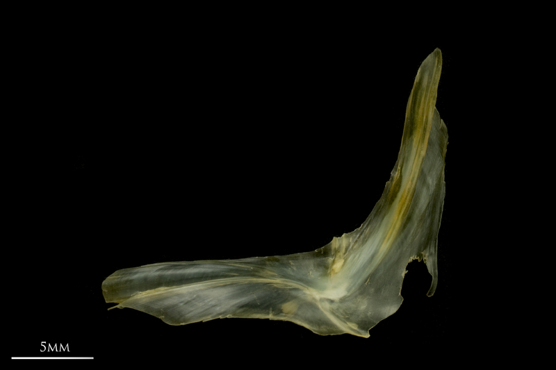 European smelt cleithrum lateral view