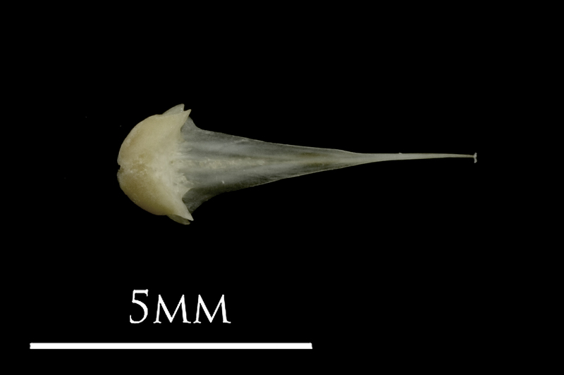 Eelpout vomer ventral view