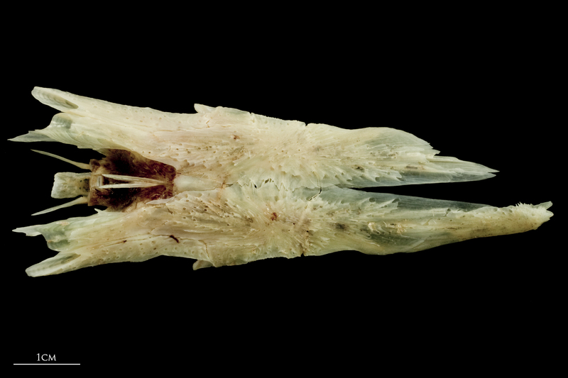 Garfish parasphenoid dorsal view