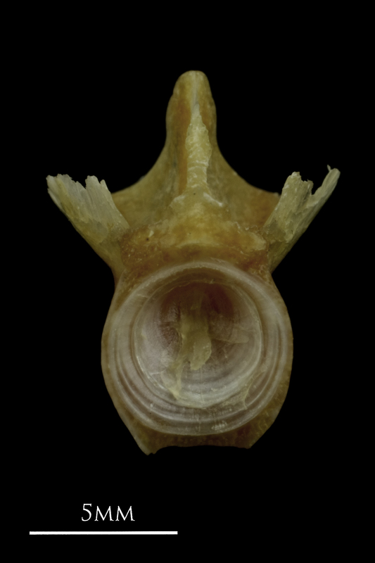 Couch's seabream basioccipital posterior view