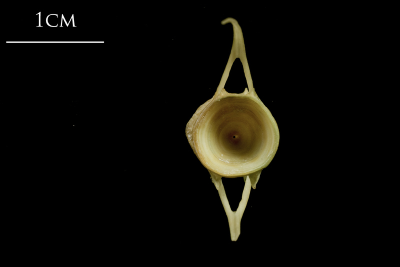 European hake caudal vertebra anterior view