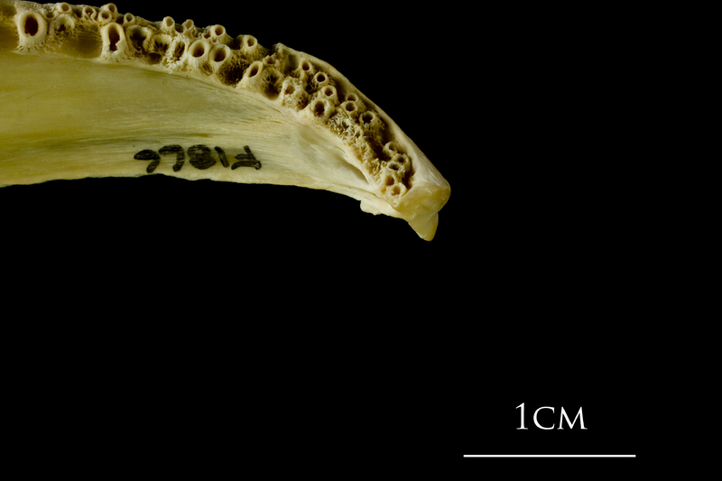 Atlantic cod dentary detail view