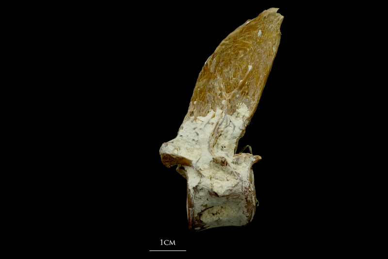 Atlantic bluefin tuna  first vertebra lateral view