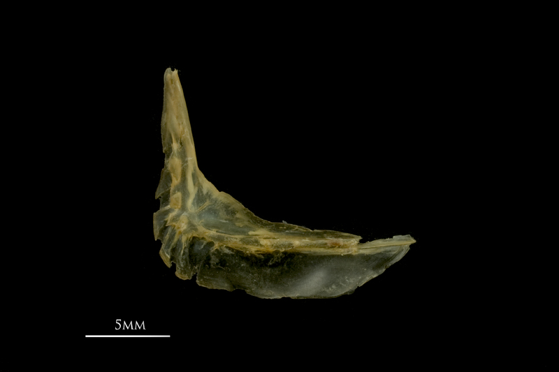 Vendace preopercular medial view