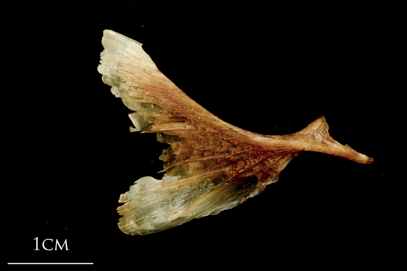 Catfish opercular medial view