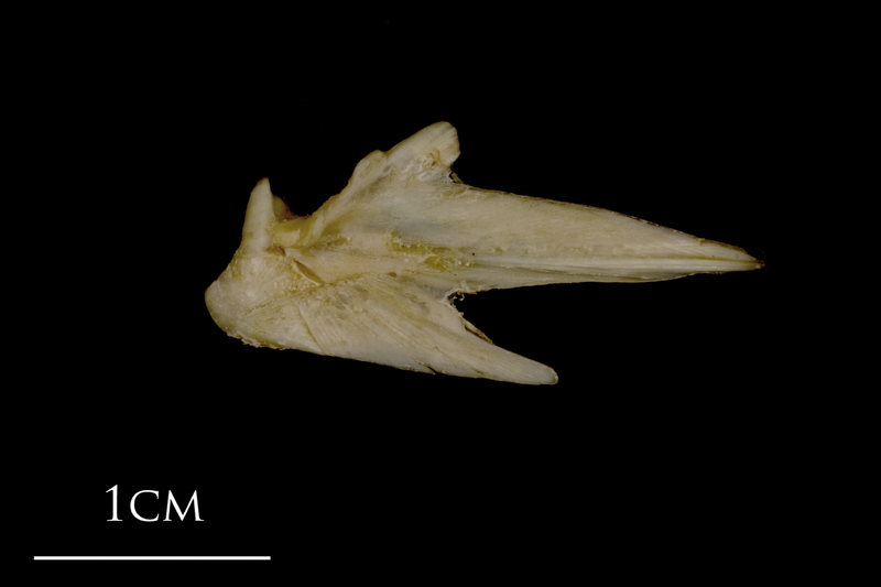 White grouper articular medial view