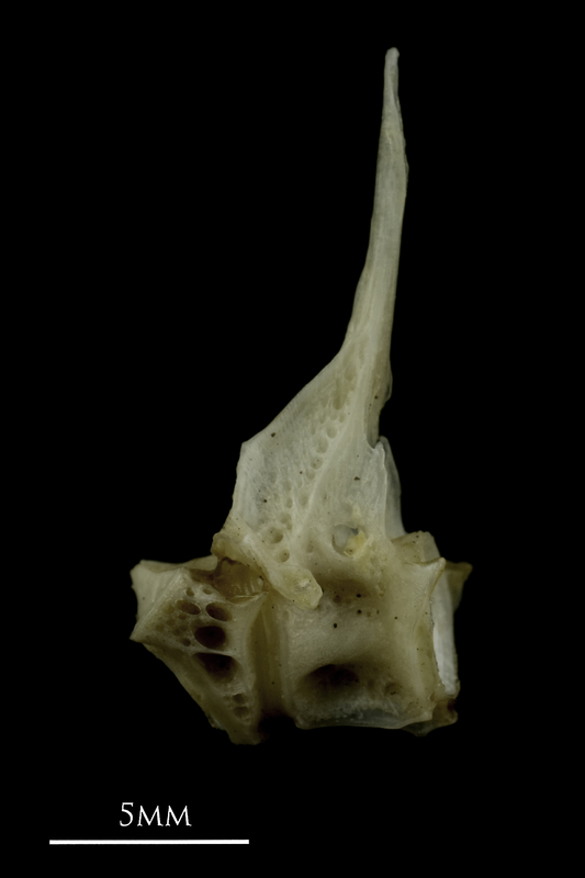 Common pandora first vertebra lateral view