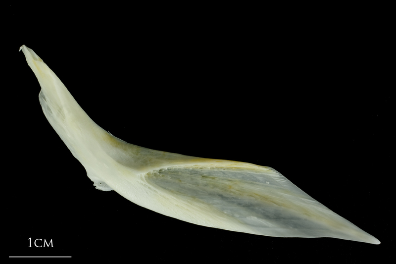 European plaice cleithrum lateral view