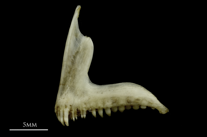 Common pandora premaxilla lateral view