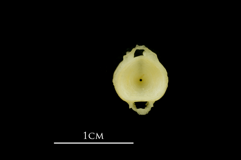 Atlantic mackerel caudal vertebra anterior view