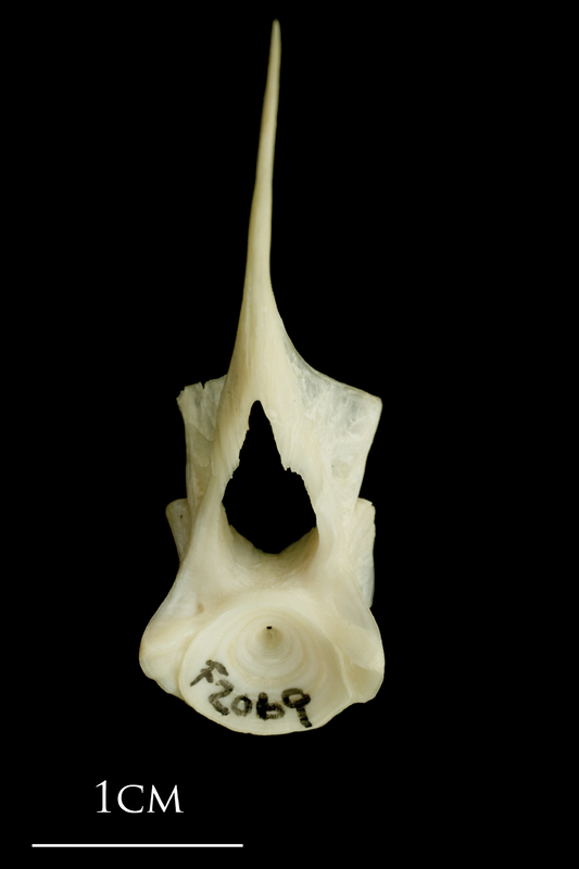 Haddock first vertebra anterior view