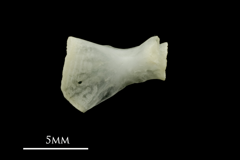 Roach ceratohyal medial view